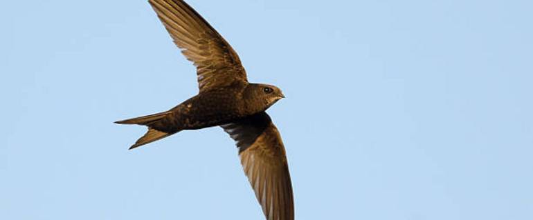 Illustration de : Nichoirs à martinet