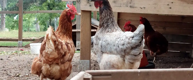 Illustration de : Poulailler collectif