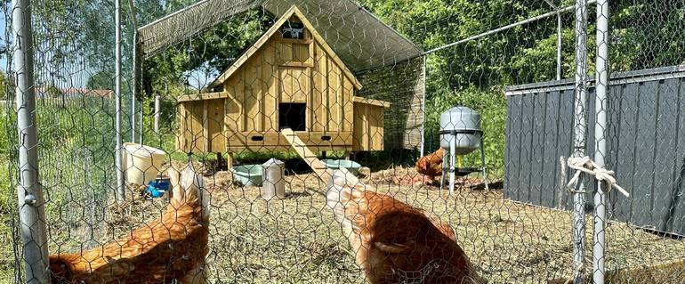 Illustration de : Projet de poulailler collectif et communal