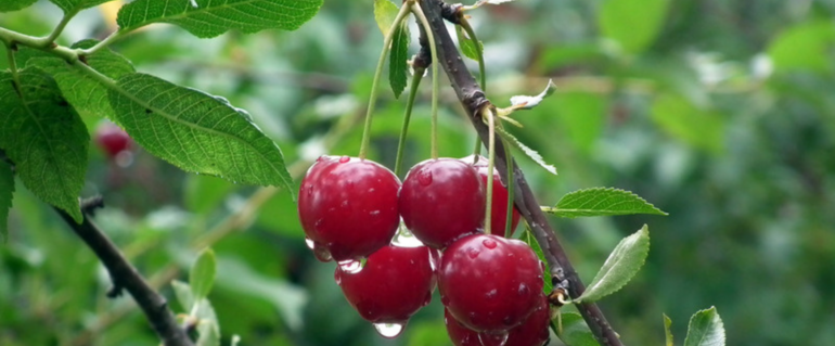 Illustration de : Plantation d'arbres fruitiers