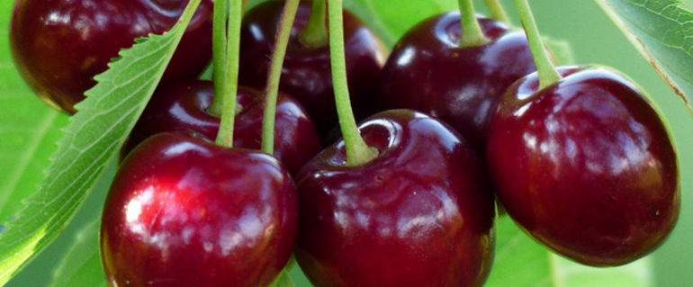 Illustration de : Des fruits pour nos enfants!